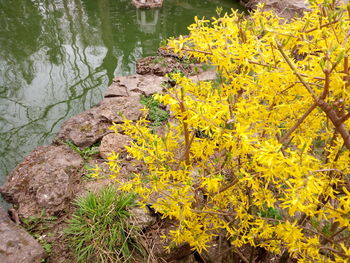 High angle view of yellow flowering plants by lake