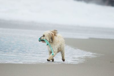 Dog walking on beach against sky