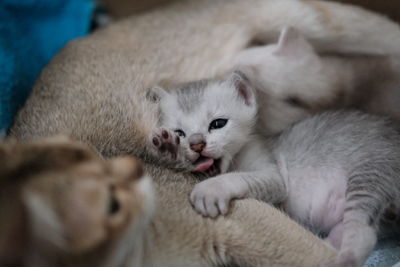 Close-up of cat resting on bed