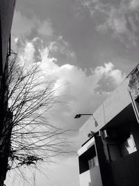 Low angle view of bird perching on tree against sky