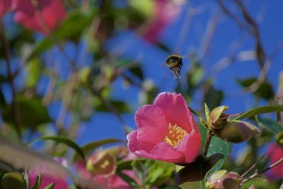 Close-up of insect on purple flowering plant