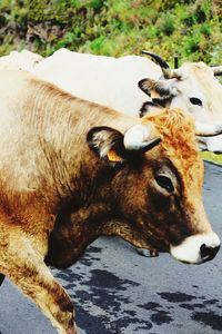 Cow lying in a field