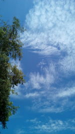 Low angle view of trees against blue sky