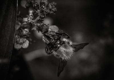 Close-up of honey bee on flower