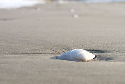 Surface level of seashell on beach