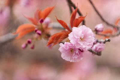 Close-up of pink cherry blossoms