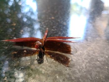 Close-up of insect