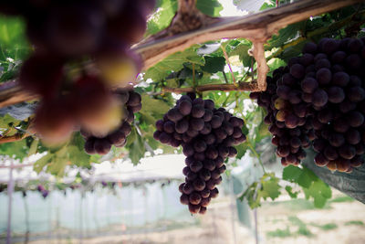 Close-up of grapes growing in vineyard