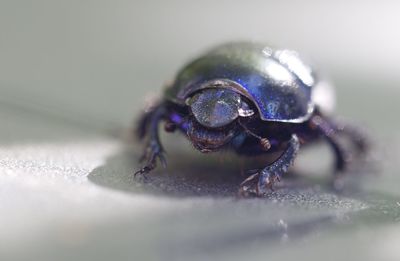 Close-up of insect