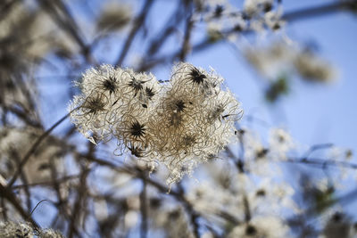 Close-up of wilted plant against sky