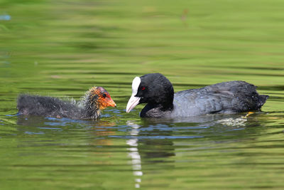 Ducks swimming in lake