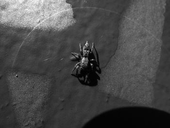 High angle view of insect on beach
