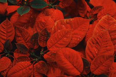 Full frame shot of red leaves