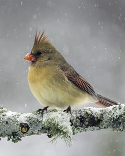 Close-up of bird perching on snow