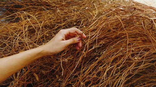 High angle view of person hand on field
