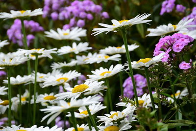 Close-up of white flowering plants on field