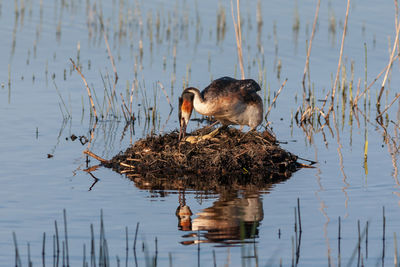 Great crested grebe stands on its nest turning eggs