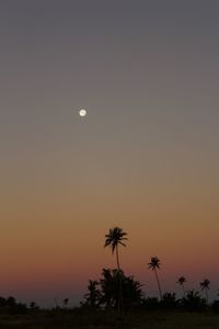 Silhouette palm tree against clear sky at sunset