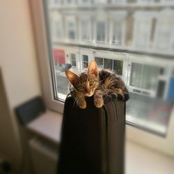 Cat and kitten in window