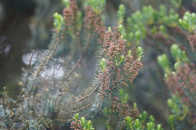 Close-up of plant growing on tree