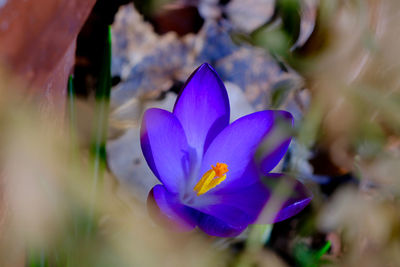Close-up of purple crocus flower