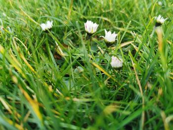 Close-up of white flowering plants on field