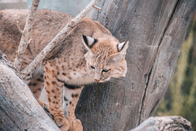 Portrait of bobcat on tree trunk