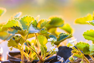 Morning light and seedlings of strawberry trees