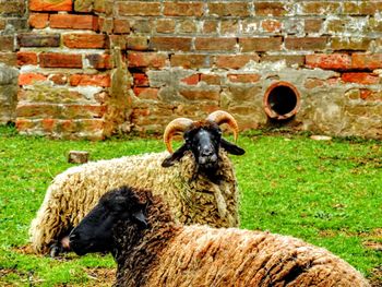 These two resting curious blackface sheep are on the wrong side of the brick fence in virginia