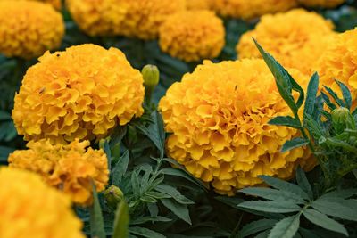 Close-up of yellow marigold flowers