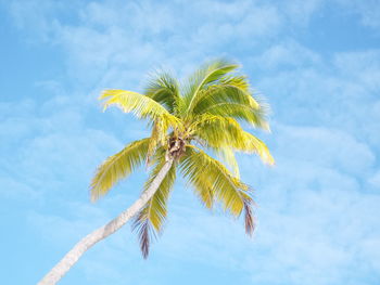 Low angle view of coconut palm tree against sky