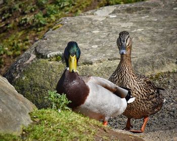 Close-up of mallard ducks by lake
