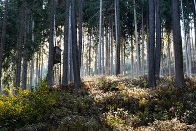 Pine trees in forest