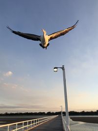 Low angle view of seagull flying against sky