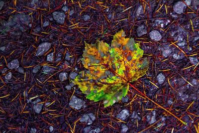 Close-up of dry leaf on field