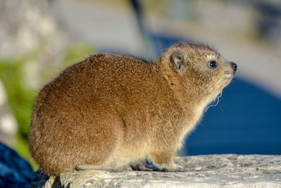 Close-up of a rabbit looking away