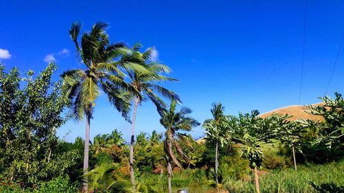 Low angle view of palm trees against clear blue sky