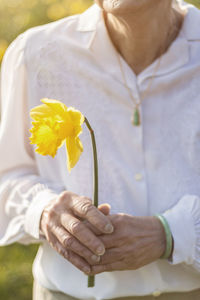 Midsection of senior woman holding yellow daffodil