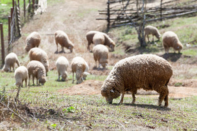 Sheep grazing in a field