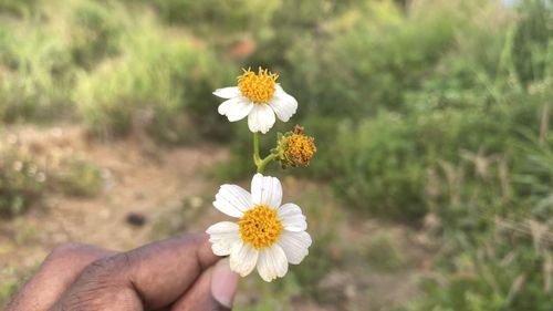 Close-up of hand holding white flowering plant