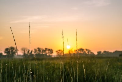 Scenic view of field against sky at sunset