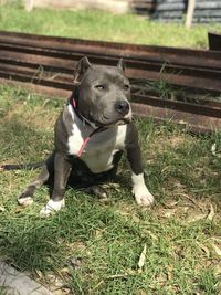 Dog sitting on a field