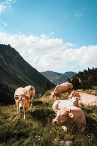 Cows on field against sky