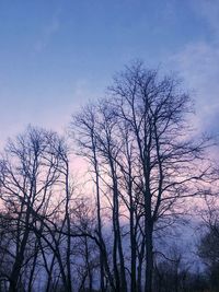 Low angle view of bare tree against sky