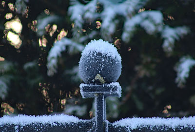 Close-up of frozen plant on snow covered field