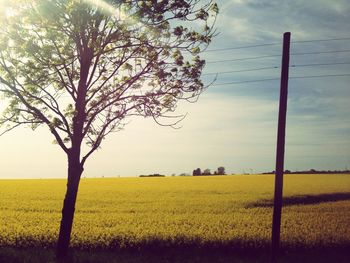 Scenic view of field against sky