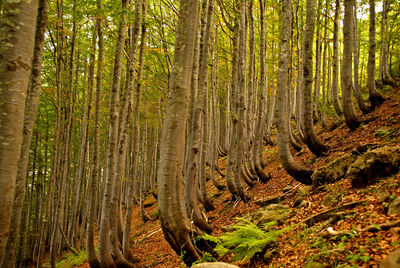 View of trees in forest
