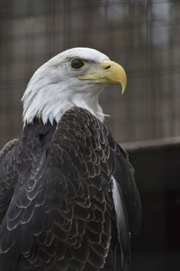 Close-up of eagle