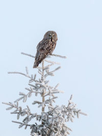 Close-up of sparrow perching on tree against clear sky