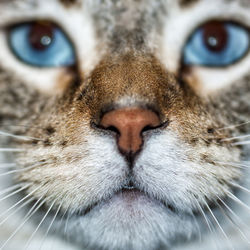 Close-up portrait of a cat